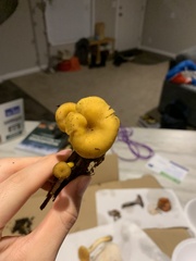 Chrysomphalina chrysophylla