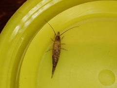 Meinertellidae