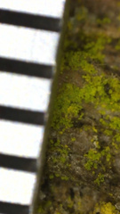 Chrysothrix xanthina