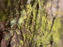 Chrysothrix xanthina