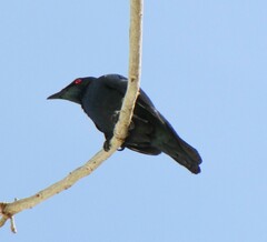 Aplonis panayensis
