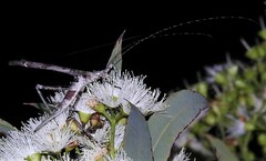 Zaprochilus mongabarra