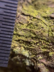 Chrysothrix xanthina