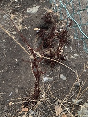 Rumex sanguineus