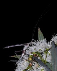 Zaprochilus mongabarra