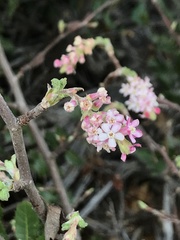 Ribes malvaceum