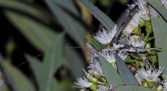 Zaprochilus mongabarra