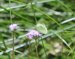 Pieris rapae rapae