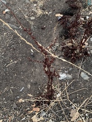 Rumex sanguineus