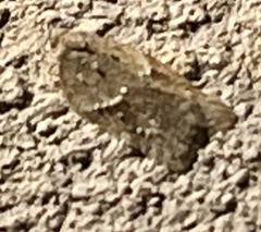 Acleris chalybeana