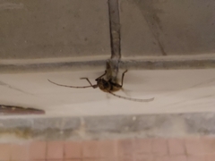 Gnatholea eburifera