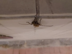 Gnatholea eburifera