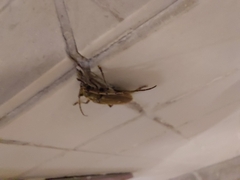 Gnatholea eburifera