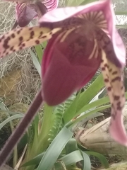 Sigmatopetalum
