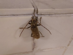 Gnatholea eburifera
