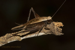 Eneoptera surinamensis