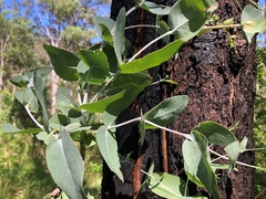 Eucalyptus melanophloia