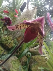 Sigmatopetalum