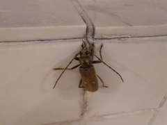 Gnatholea eburifera