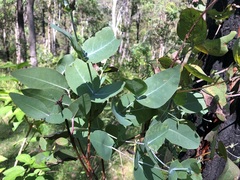 Eucalyptus melanophloia