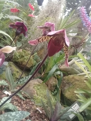 Sigmatopetalum
