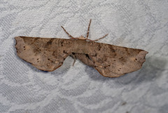 Parepisparis excusata