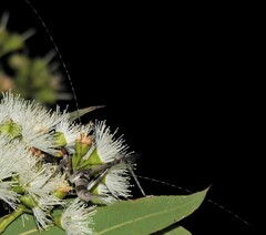 Zaprochilus mongabarra