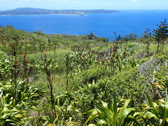 Mathewsoconcha suteri