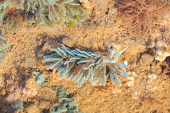 Phyllodesmium crypticum