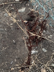 Rumex sanguineus