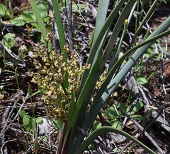 Lomandra multiflora dura