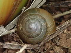 Mathewsoconcha suteri