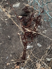 Rumex sanguineus