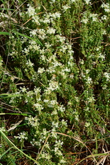 Pimelea linifolia