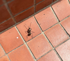 Polyrhachis illaudata