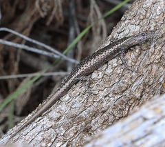 Cryptoblepharus pannosus