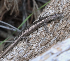 Cryptoblepharus pannosus