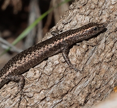 Cryptoblepharus pannosus