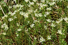 Pimelea linifolia