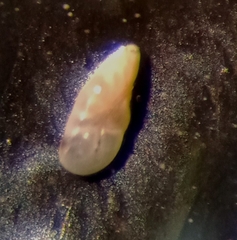 Buliminella elegantissima