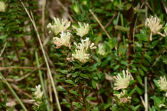 Pimelea linifolia