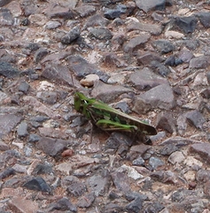 Chortoicetes terminifera