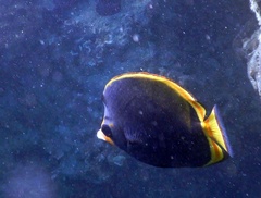 Chaetodon flavirostris