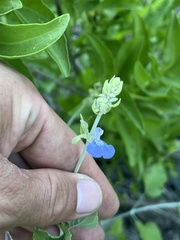 Salvia cedrosensis