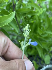 Salvia cedrosensis
