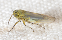 Macrosteles
