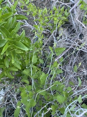 Salvia cedrosensis