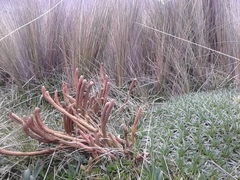 Phlegmariurus crassus