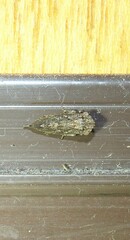 Stenocotini