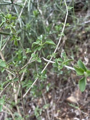 Premna mooiensis